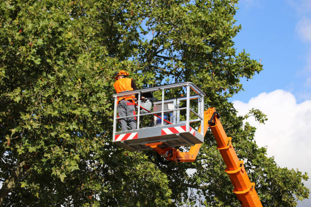 Best Hazardous Tree Removal  in Wellsville, MO